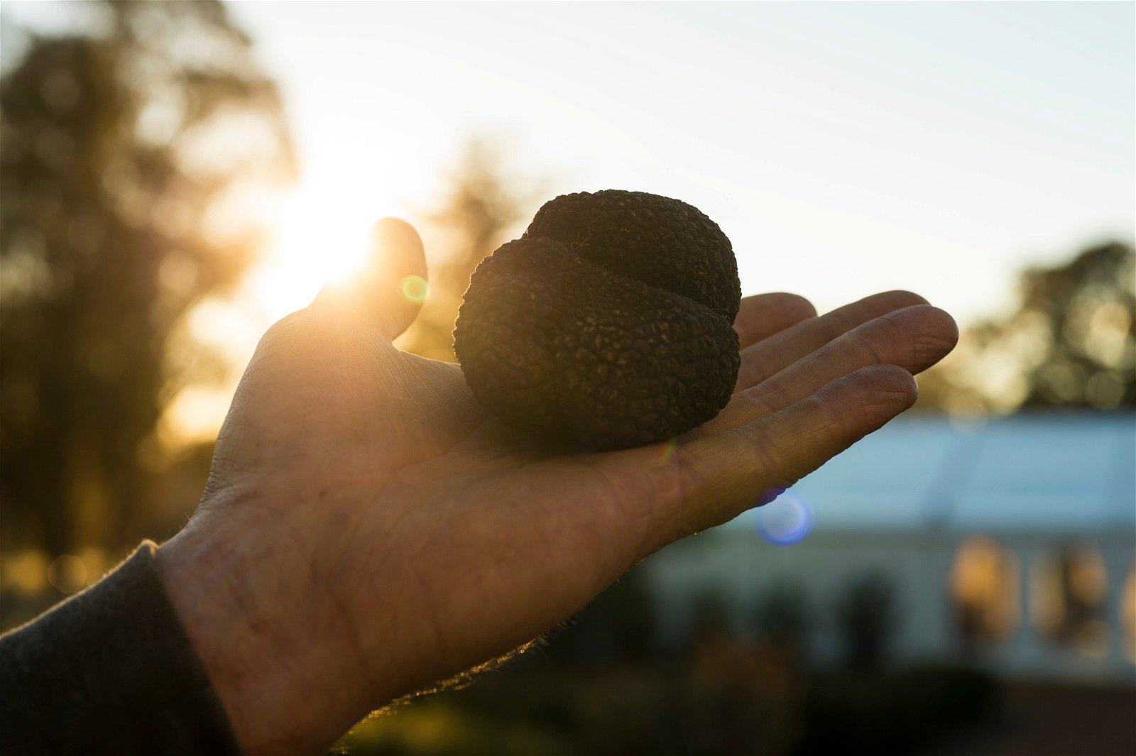 The Truffle Festival - Canberra Region Canberra