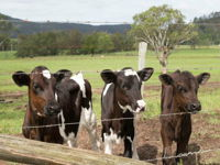 Bandon Grove Farm Tours - Accommodation Tasmania