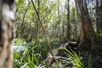 Bottlebutt Bash Trail Run - New South Wales Tourism 