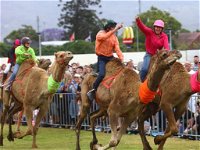 Camel Races at Penrith Paceway - Melbourne Tourism