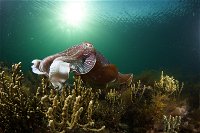 Cuttlefish Diving  Snorkeling EVERYDAY May -August - QLD Tourism