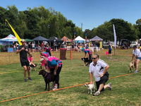 Dogs In the Park NSW St Ives - Stayed