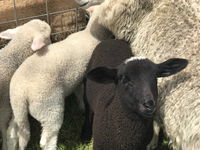 Flinders Island Show