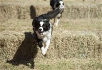 Great Nundle Dog Race - Accommodation Ballina