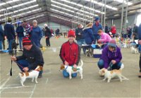 Hamilton Jack Russell Terrier and Hunting Dog Show - Kempsey Accommodation