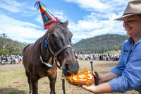 Horses Birthday Festival - Accommodation Ballina