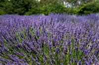 Lavender Herb and Chilli Festival - Accommodation Australia
