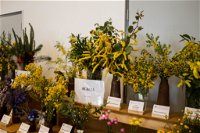 Pomonal Native Flower Show - Lennox Head Accommodation