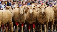 Rosto Merriwa Festival of the Fleeces - St Kilda Accommodation
