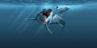 Sea Monsters - Prehistoric Ocean Predators - Accommodation Airlie Beach