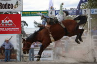 Stroud Rodeo and Campdraft - Tourism Search