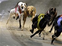 Twilight Greyhound Racing - Accommodation Sunshine Coast