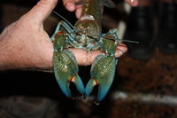 Windorah International Yabby Races - Postponed - QLD Tourism