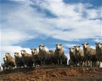 Annual Bredbo Sheep Dog Trials - Accommodation Sydney