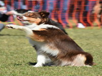 Dogs in the Park NSW Orange - Port Augusta Accommodation