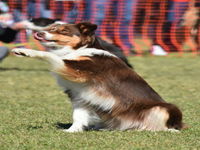 Dogs in the Park NSW Orange - Accommodation in Brisbane