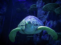 Sydney's Aquarium - QLD Tourism