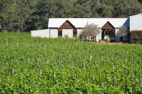 Vineyard Cottage at Upper Reach Winery - Accommodation Tasmania