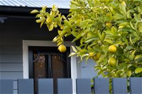 The Lemontree - Accommodation Broken Hill