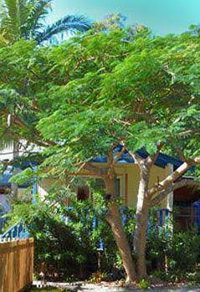 Amber Gardens Guesthouse - Tourism Cairns
