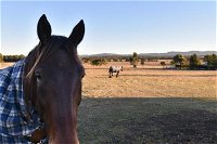 Clydesdale Cottage on Talga with real Clydesdale Horses - eAccommodation