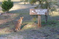 Wallaby Ridge Retreat - Accommodation NT