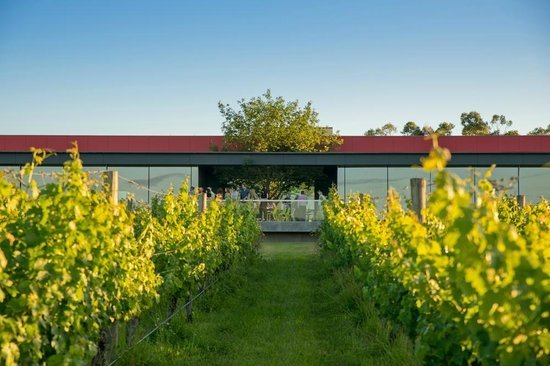 Oakridge Wines - New South Wales Tourism 