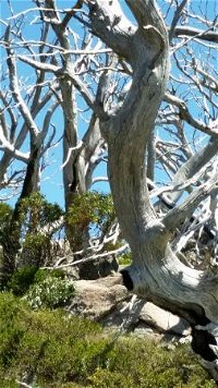 Alpine Eyre - QLD Tourism