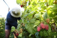 Springwood Farm Berries - Grafton Accommodation