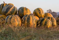 Australian Pumpkin Seed Company - Accommodation Broken Hill