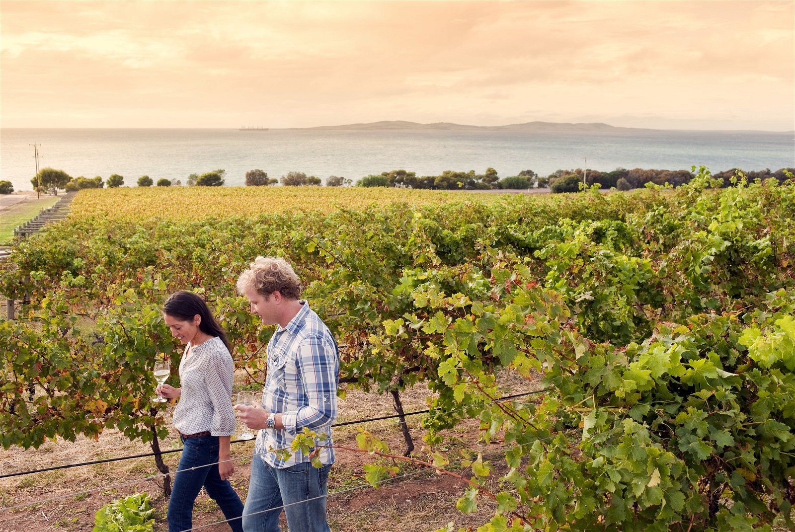 Boston Bay Wines - New South Wales Tourism 