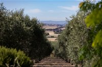 Wollundry Grove Olives - Sydney Tourism