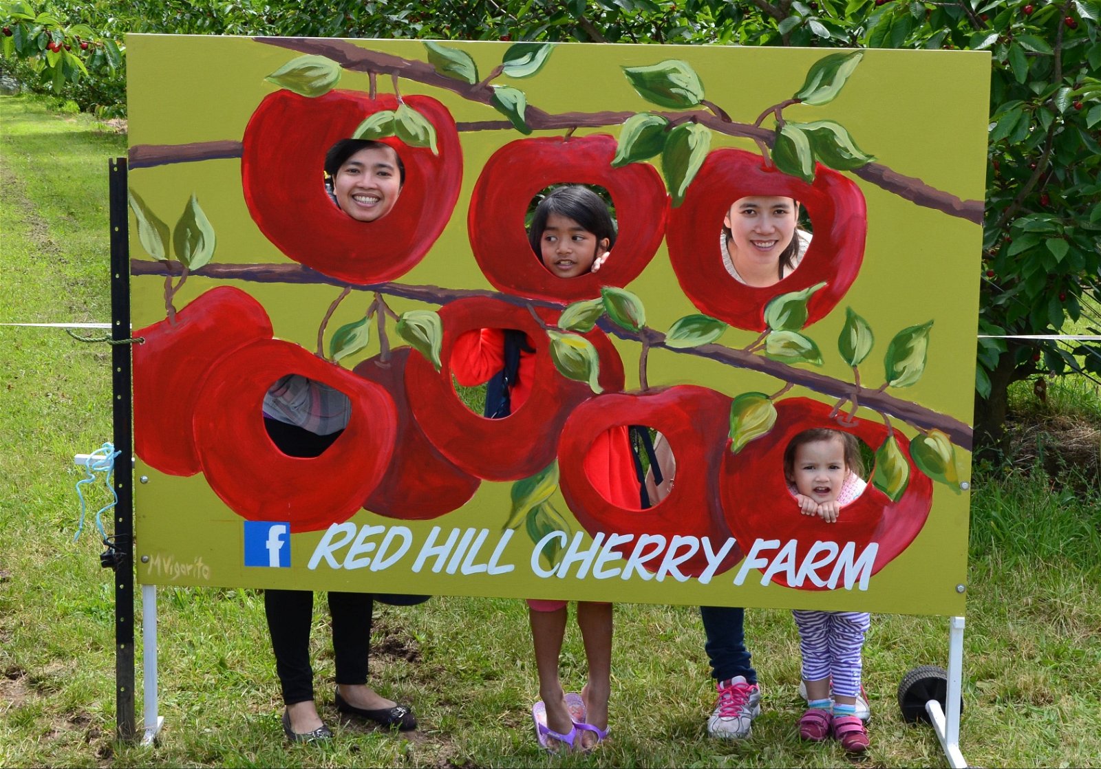 Red Hill Cherry Farm - thumb 1