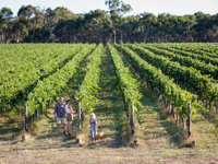 Weathercraft Wines - Australia Accommodation