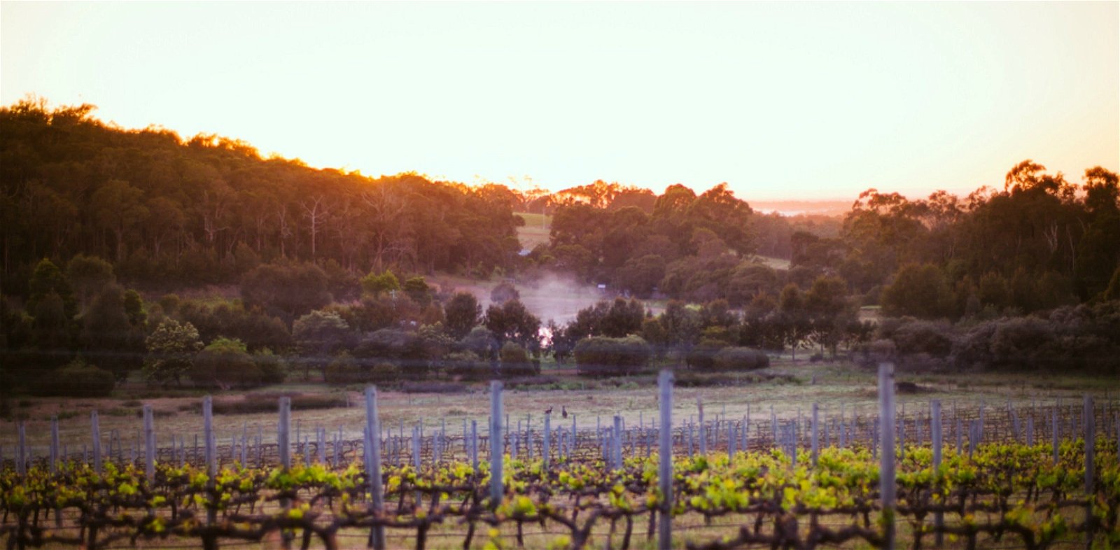 Howling Wolves Wines - New South Wales Tourism 