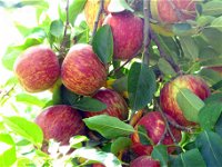 Payne's Orchards - ACT Tourism