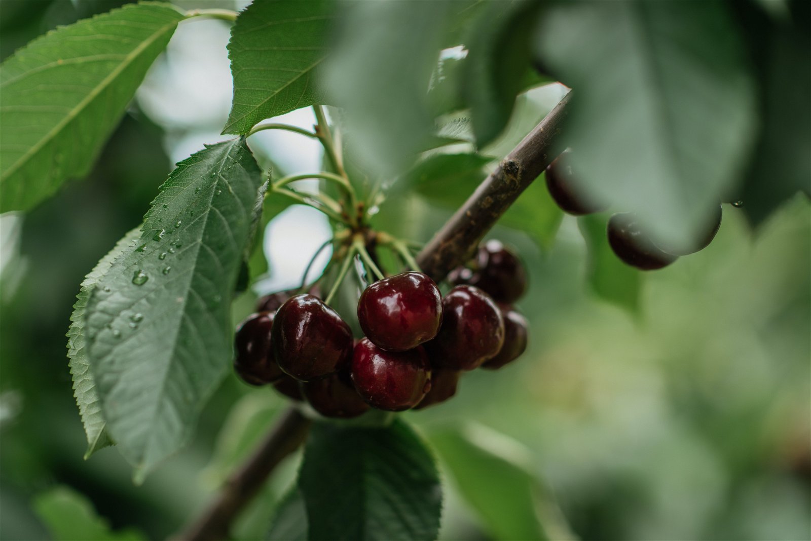 Cherryhill Orchards - thumb 1