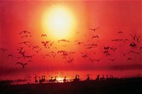 Four Birds - Tourism Caloundra