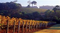 Maiolo Wines and Vineyard - Melbourne Tourism