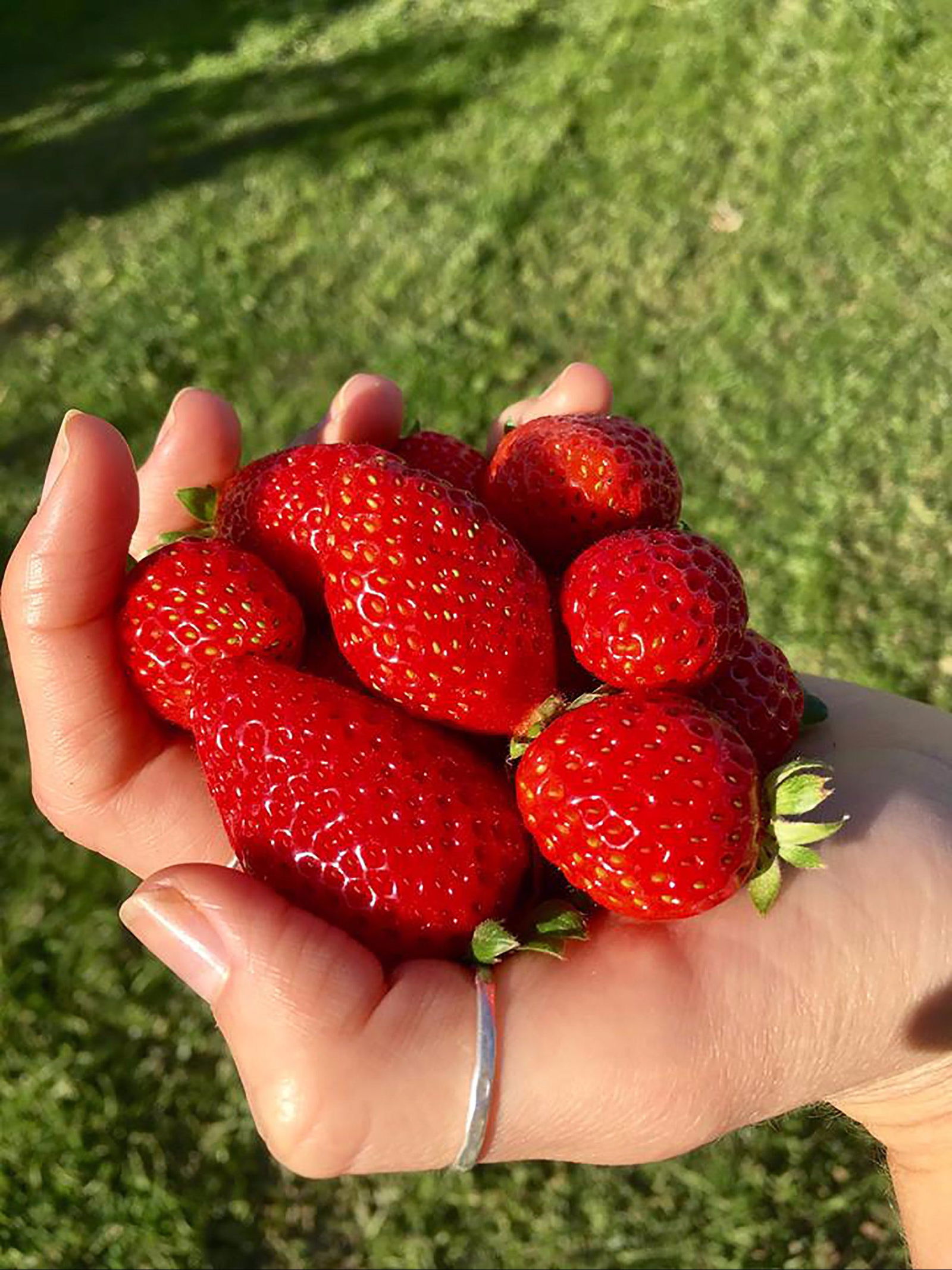 Beechworth Berries - thumb 0