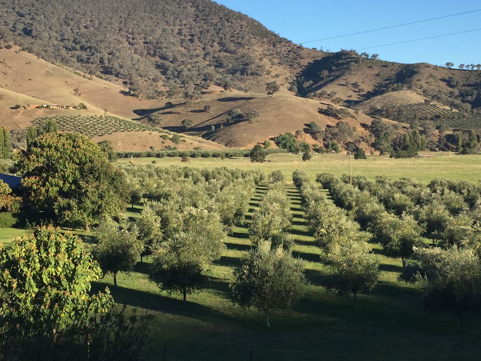 The Pressing Shed Cafe & Restaurant At Nullamunjie Olive Groves - thumb 2