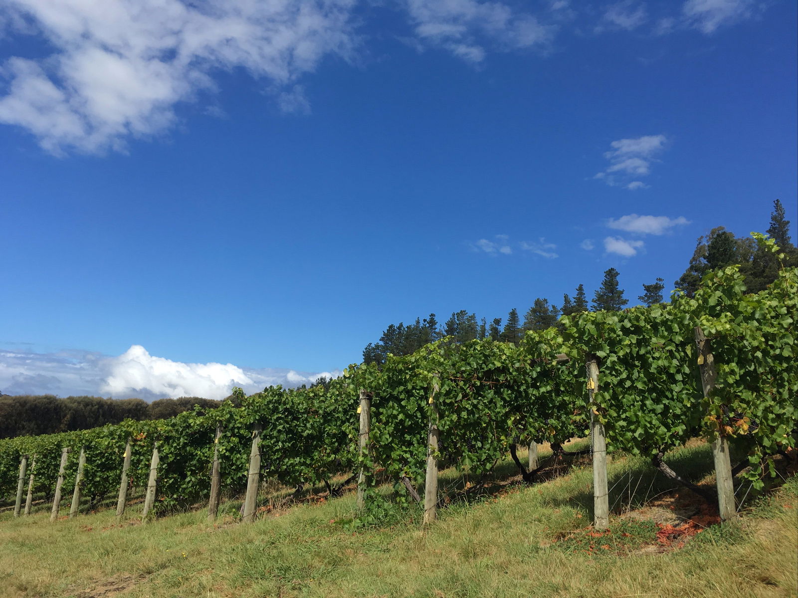 Freycinet Vineyard - thumb 0