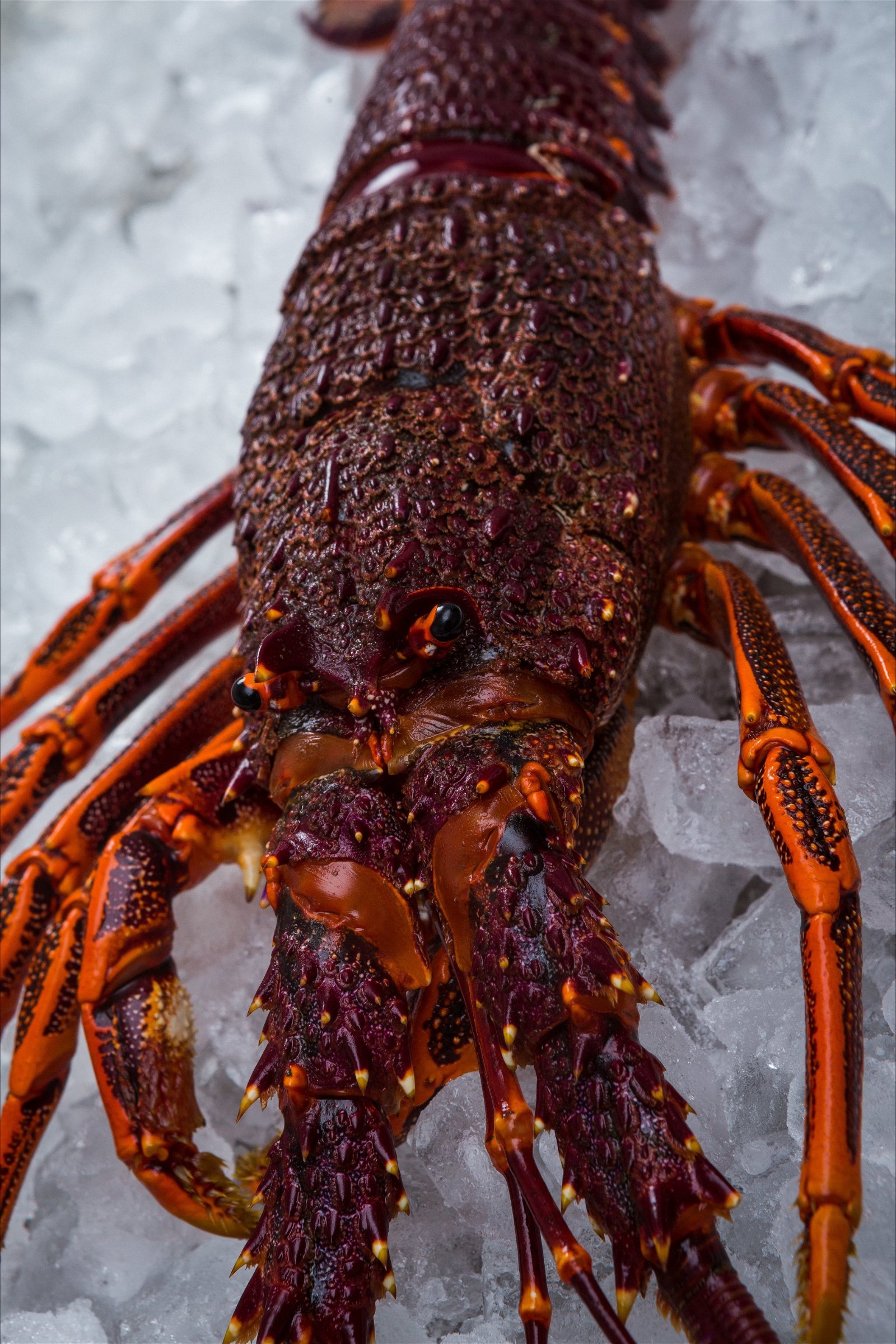 Lobster Shack Tasmania - Broome Tourism
