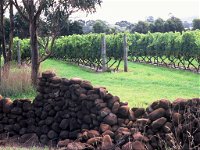 Spring Vale Vineyard - Accommodation Bookings