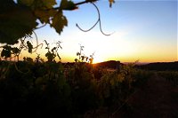 Glenbosch Wine Estate - QLD Tourism