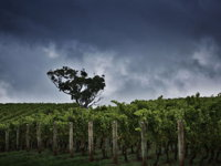 Dalrymple Vineyards - Accommodation ACT