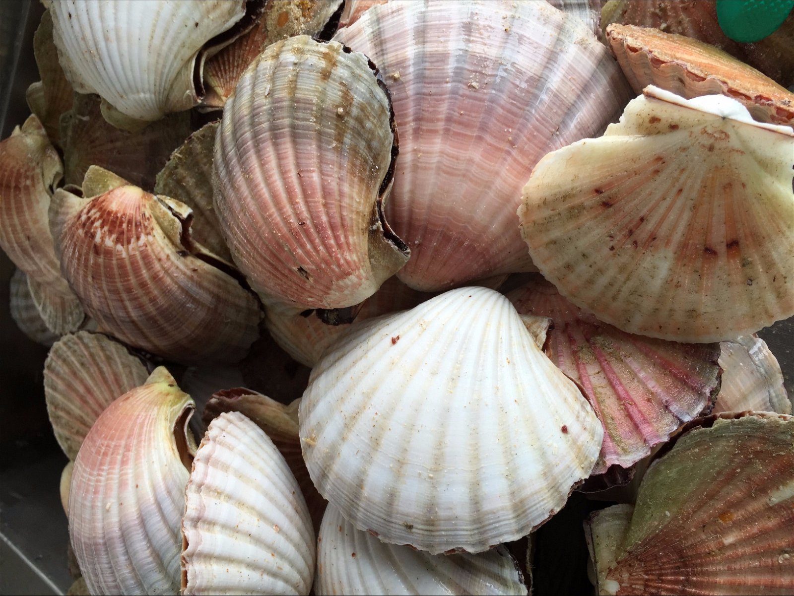 Mi Shells Seafood - thumb 1