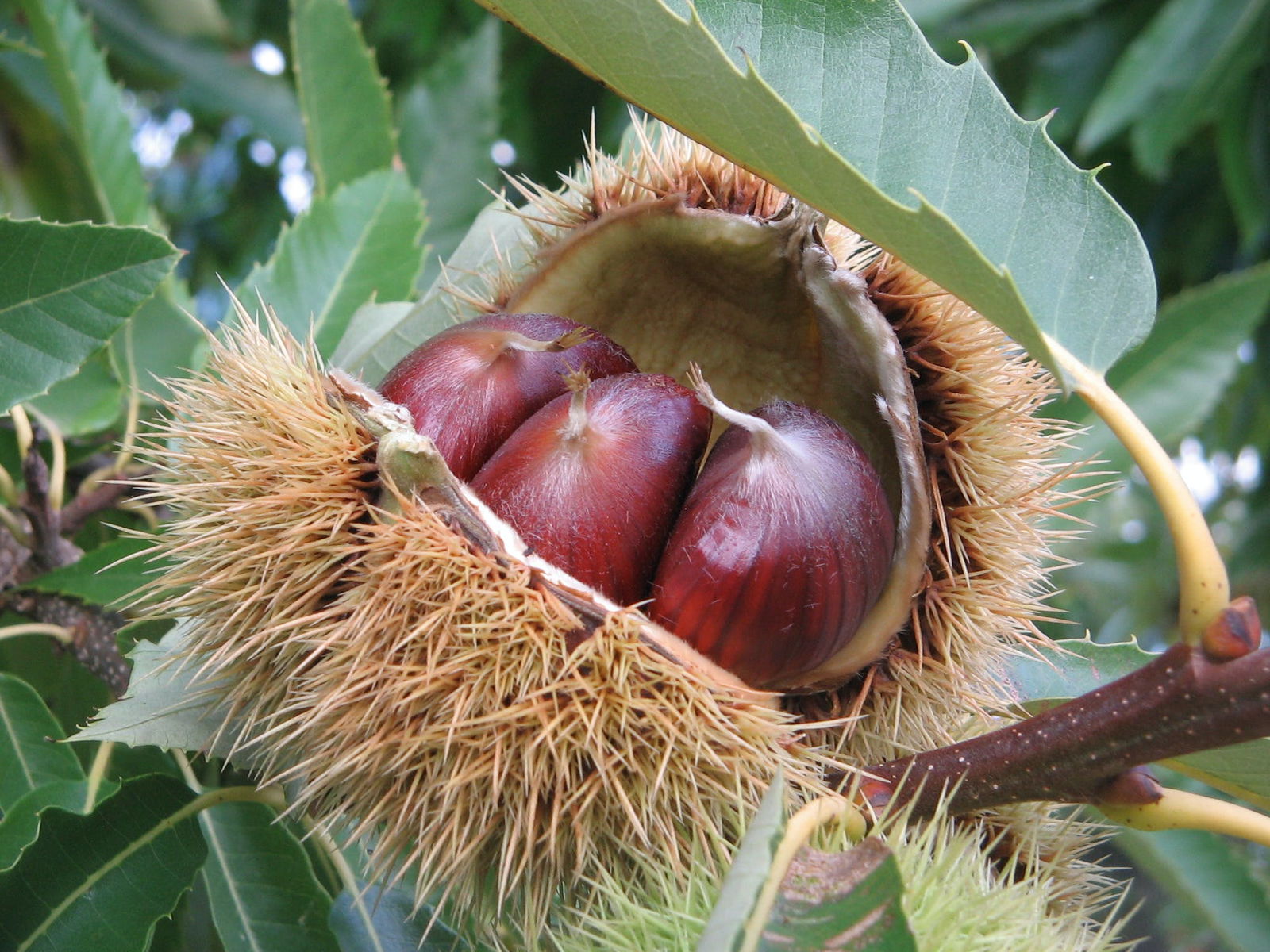 Tweenhills Chestnuts - thumb 1