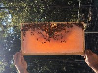 Clayridge Honey - Accommodation Australia