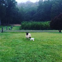 Goat Hill Farm - Accommodation Tasmania